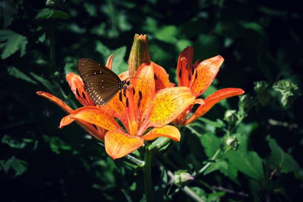 black butterfly placed on the orange flower