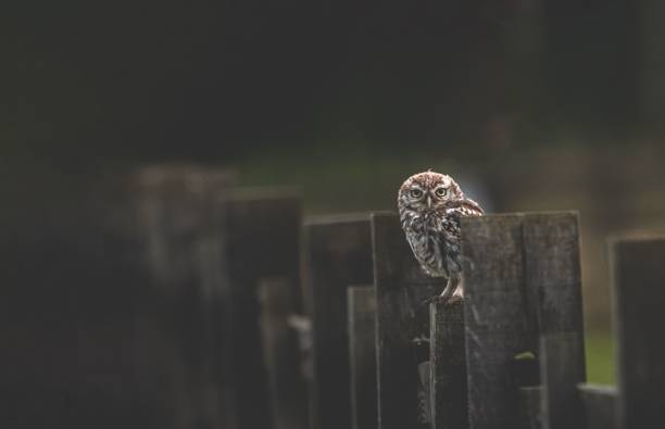 The burrowing owl (Athene cunicularia), also called the shoco, is a small, long-legged owl found throughout open landscapes of North and South America.