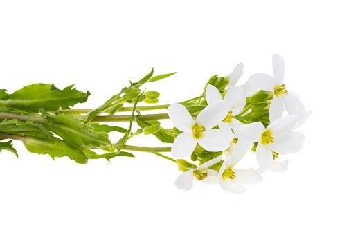 white spring flowers isolated on white background