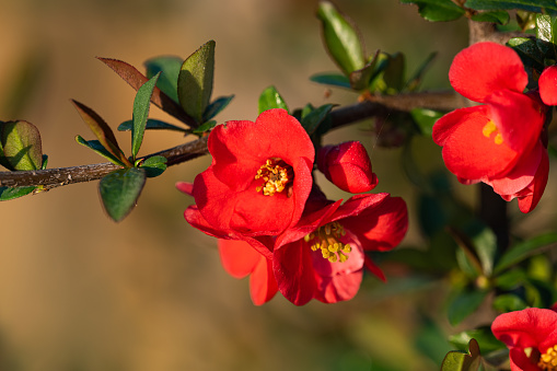 blooming chinese quince on a sunny day