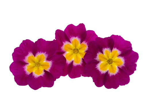 Stock photo showing elevated view of purple, yellow, pink and red flowers of some cultivated primroses (primulas), which are being sold in a garden centre as colourful winter / spring bedding plants. These primroses are generally treated as annual plants, often being added to planters and discarded when they stop flowering and start to look tatty.