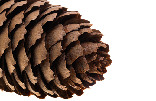 fir cones isolated on white background