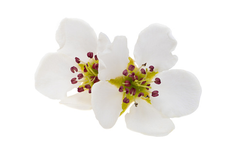 branch of cherry with white flowers in spring during flowering of gardens and collection of spring nectar. Isolated on white.