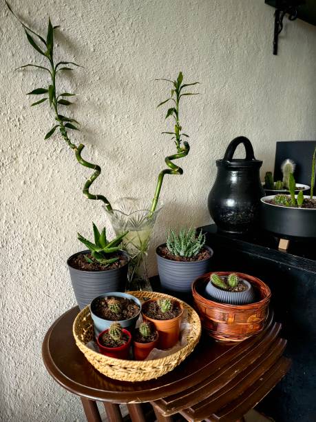 istock Beauties in pots 1487773322
