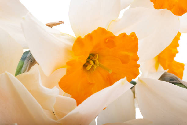 beautiful bouquet of daffodils isolated on white background