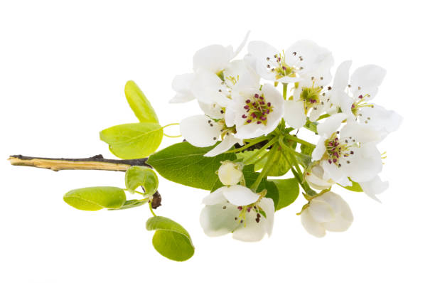 istock pear flowers isolated 1487773845