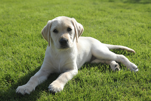 Small cute puppy dog pet on green garden grass