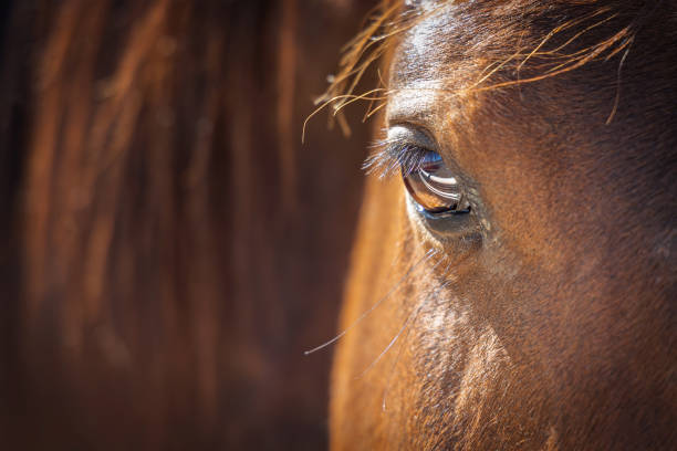 istock Eye of a Horse 1487774994