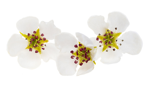 pear flowers isolated on white background