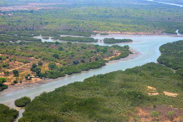 istock Mangroves from the air (tarrafes), Guinea-Bissau 1487775562