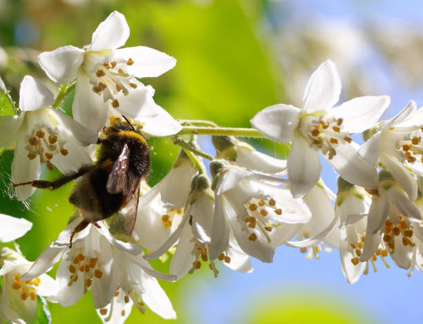 istock Honeybee feeding on a vibrant bright white Deutzia Flower 1487775737