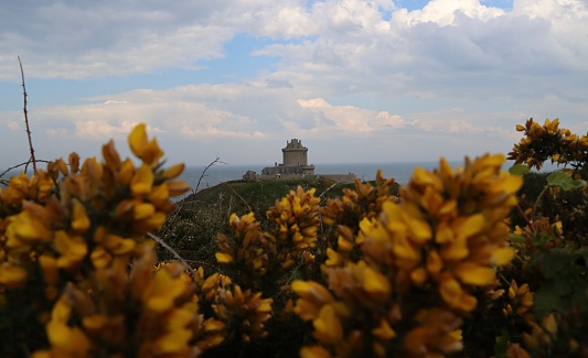 The Isle of Purbeck along the Jurassic Coast in Dorset, England provides a wealth of beautiful and rugged cliff top scenery including this beautiful array of yellow gorse flowers within the Durlston Nature Reserve near Swanage that includes Tilly Whim Caves, Durlston Castle and Durlston Head as well as Anvil Point where a distinctive lighthouse marks treacherous rocks below