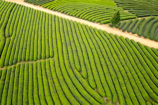 Tea plantation in spring, Fujian Province, China. Low carbon economy, Chinese tea, revitalizing agriculture, carbon footprint, sustainable lifestyle