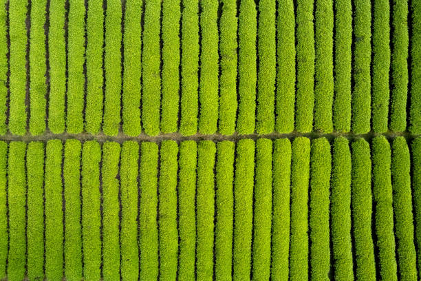 istock High-angle top-down photos of tea plantations 1487780594