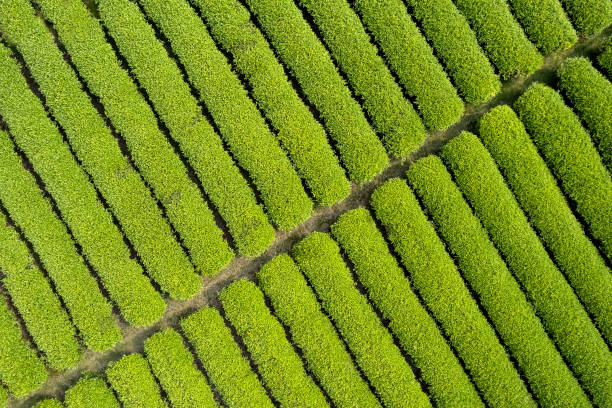 istock Bird's eye view of the flat tea plantations 1487780649