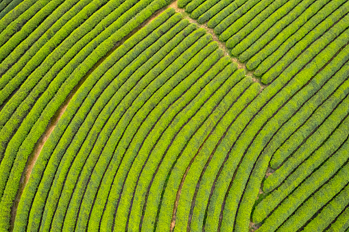 Tea plantation in spring, Fujian Province, China. Low carbon economy, Chinese tea, revitalizing agriculture, carbon footprint, sustainable lifestyle