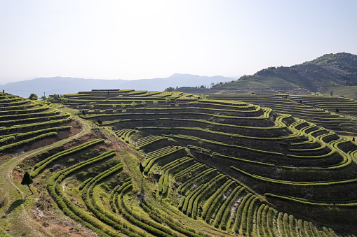 Tea plantation in spring, Fujian Province, China. Low carbon economy, Chinese tea, revitalizing agriculture, carbon footprint, sustainable lifestyle