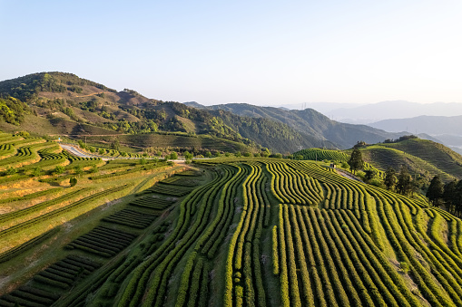 Tea plantation in spring, Fujian Province, China. Low carbon economy, Chinese tea, revitalizing agriculture, carbon footprint, sustainable lifestyle