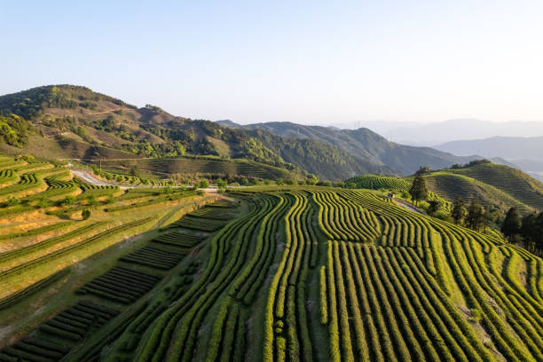 plantações de chá iluminadas pela luz - china tea crop chinese culture traditional culture - fotografias e filmes do acervo