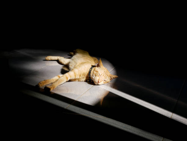 istock Beautiful orange cat sleeping on the floor 1487785085