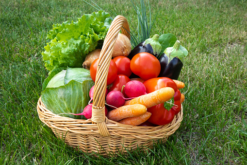A basket of fresh, organic vegetables stands on the grass in the garden. Agriculture, autumn harvest. The concept of healthy food, nutrition, business, farmer, agriculture, postcard, photo wallpaper.