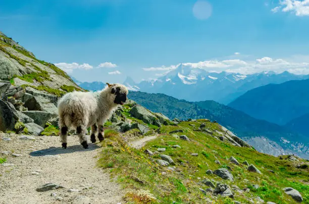 Cute welsh sheep on the high alpine pasture in Switzerland.