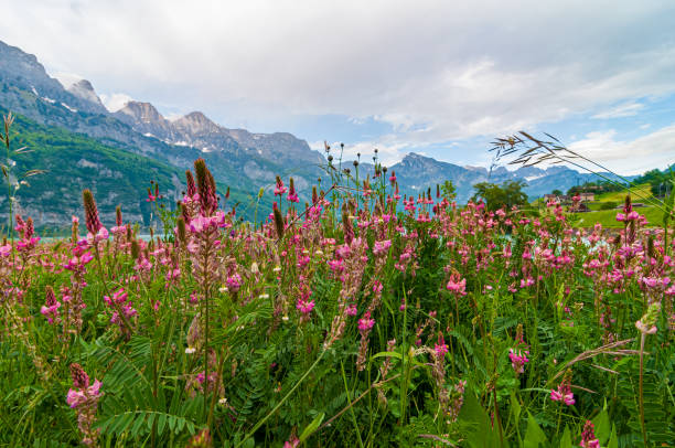 istock Beautiful wildflowers in the mountain valley 1487785573