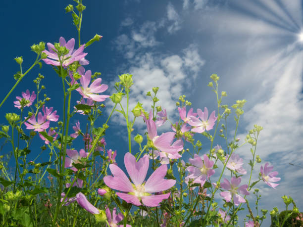 Beautiful pink mallow wildflowers stock photo