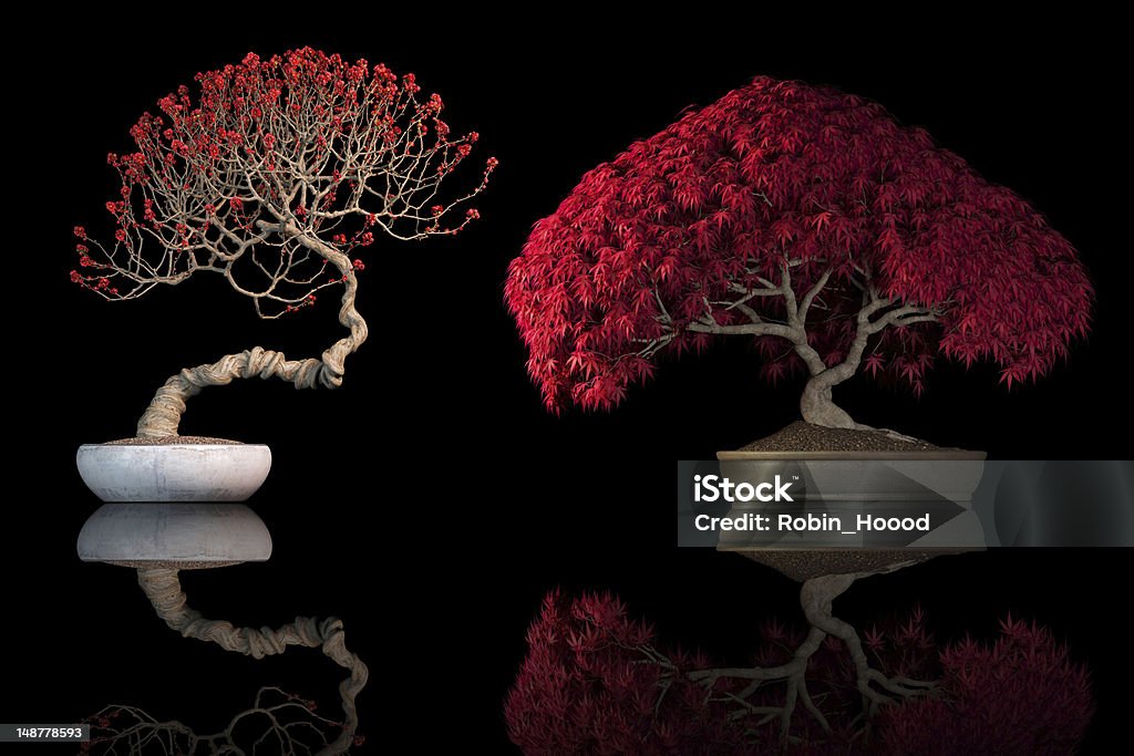 Red árvores bonsai em fundo preto - Foto de stock de Bonsai royalty-free