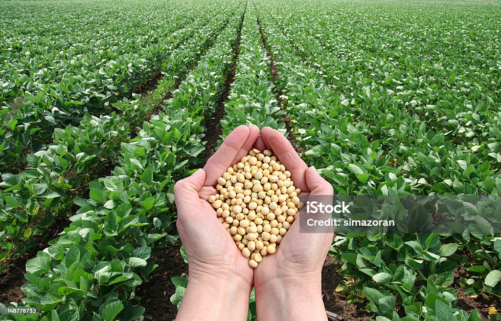 Agricultural concept Human hand holding soybean, with field  in background Soybean Stock Photo