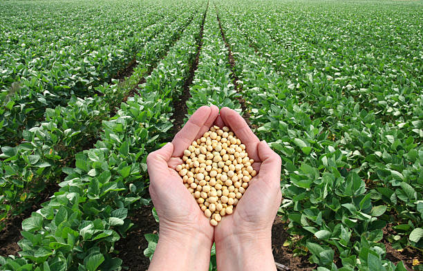 Agricultural concept Human hand holding soybean, with field  in background farmer hands stock pictures, royalty-free photos & images