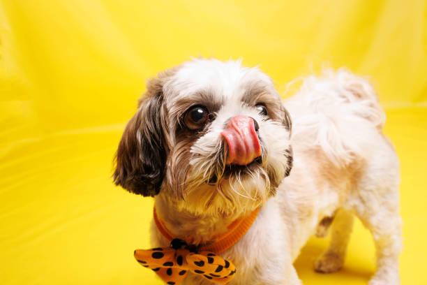 istock Shih Tzu Dog breed photography shouting in studio 1487787395