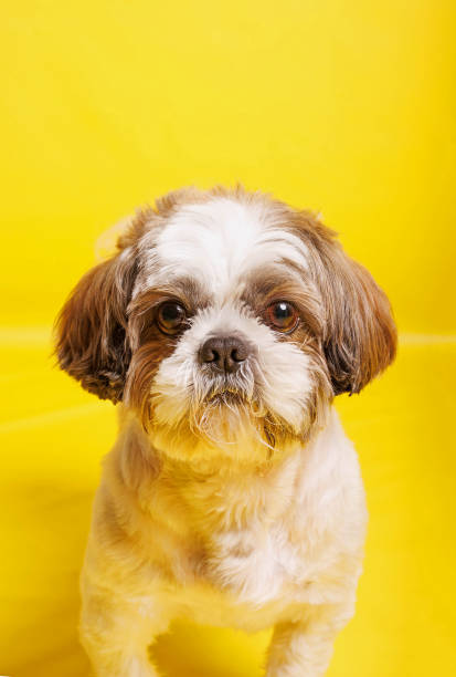 istock Shih Tzu Dog breed photography shouting in studio 1487787401