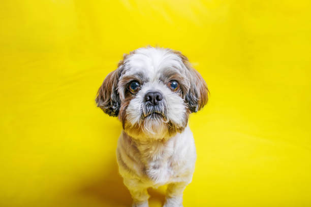 istock Shih Tzu Dog breed photography shouting in studio 1487787414