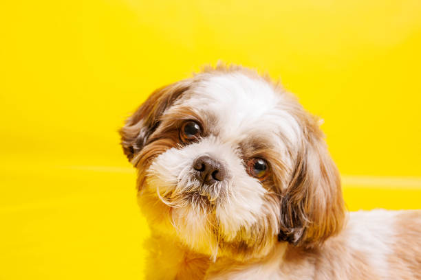 istock Shih Tzu Dog breed photography shouting in studio 1487787576