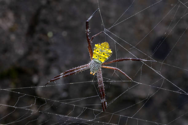 A Hawaiian garden spider on his web is waiting for a prey in a garden in Bali.