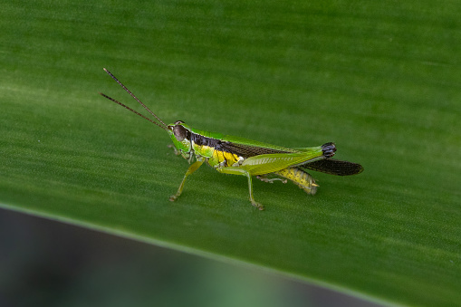 A motionless short-horned grasshopper in its natural environment in the tropical rainforest of Bali in Indonesia.