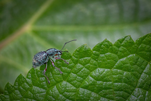 A Weevil beetle walk on a leave while waiting for prey.