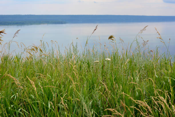A grassy field with a lake and coastline in the background, copy space