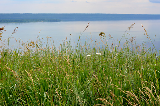 A grassy field with a lake and coastline in the background, copy space