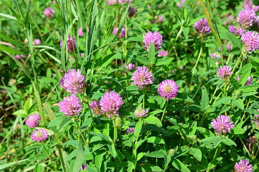 A field of clovers with purple flowers in the foreground