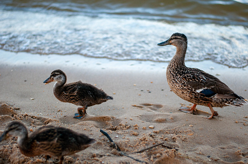 Mother duck leading her children on the beach next to the surf.