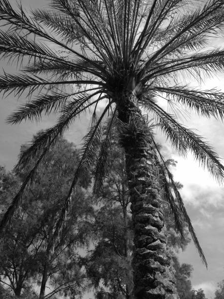istock Black and white image of palm tree, Marco Island, Florida 1487794832