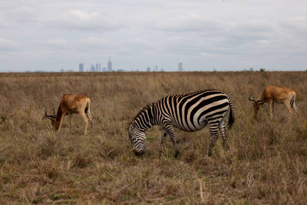 istock Zebra and antelopes grazing peacefully together in a grassy field 1487797019