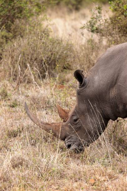 nosorożec jedzący w wysokiej trawie pola obok krzaków - rhinoceros savannah outdoors animals in the wild zdjęcia i obrazy z banku zdjęć