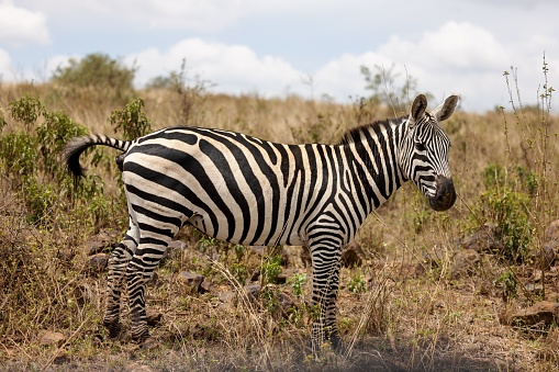 Line of zebra in sunlight against dark cliff background in Hells Gate National Park, Kenya
