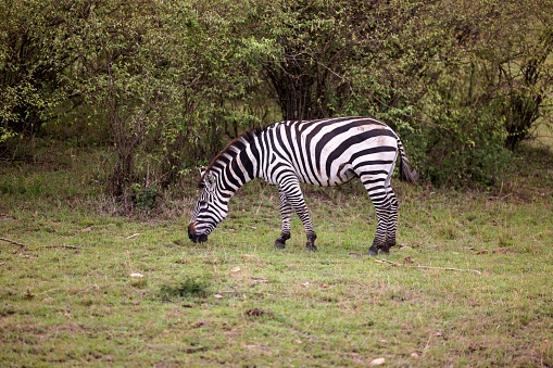 A black and white striped zebra grazing in a rolling green field, with trees in the background