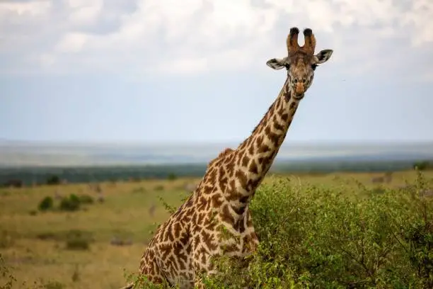 A tall giraffe standing in a bush, looking directly ahead