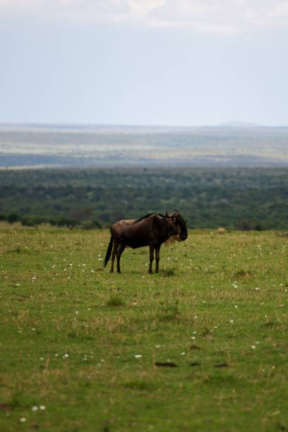 istock Blue wildebeest grazing in a lush, green grassy field 1487797117