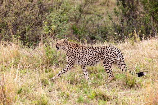 An isolated cheetah ambling across an arid savannah